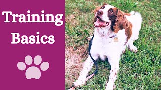 5 basic dog training commands every dog should know by Finn Paddy Dog Training 102 views 10 months ago 1 minute