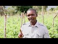Tomato Ansal Testimonial Tanzania Tomato Ansal Testimonial Tanzania