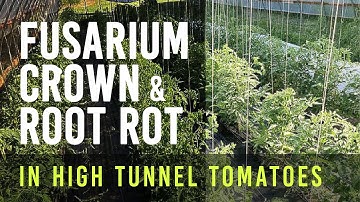Fusarium Crown & Root Rot in High Tunnel Tomatoes