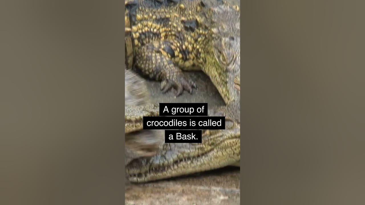 What is a Group of Crocodiles Called? #shorts #crocodiles #amazingfacts