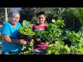 Nossa super colheita de verduras e legumes orgânico