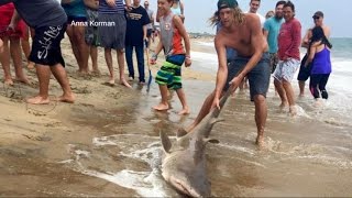 Video Shows Men Catching Shark Off Coast of North Carolina | ABC World News Tonight | ABC News