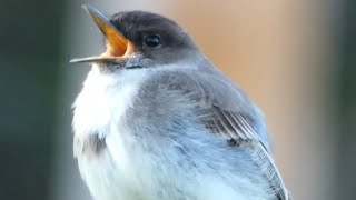 Eastern phoebe song / call / sounds | Bird