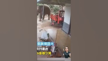 A herd of elephants comes home#subscribe #video #youtubeshorts #animals #elephants #shorts #short