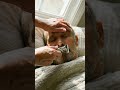 Magical Wrinkle Smoothing ASMR | Literal Face Ironing for Instant Youth