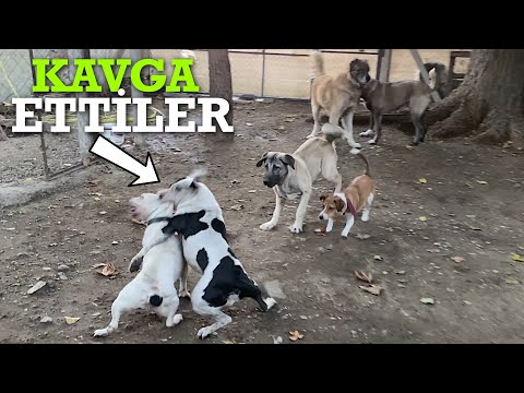 Video: Fransız Bulldog’un Dişlerini Temiz Tutmanın 3 Basit Yolu