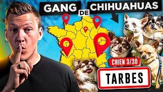 Ces 5 chihuahuas rendent folle sa maitresse l Jour 3 : Eduquer 30 Chiens en 30 Jours