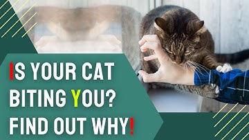 Why Do Cats Bite?  Discover What’s Really Behind the Biting 🐾