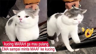 sumpah NGAKAK/momen LUCU kucing Pemarah DEBAT dengan Ema/kompilasi kucing lucu/#CT