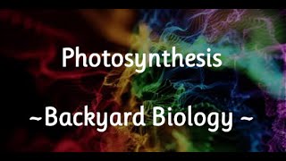 Photosynthesis   Backyard Biology