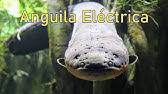 Anguila Electrica Electrocutando Youtube