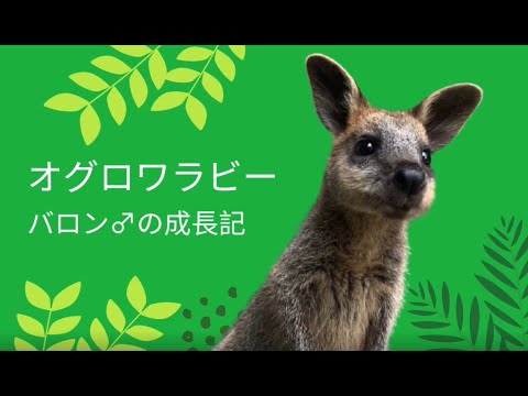 オグロワラビー バロン の成長記録 Youtube