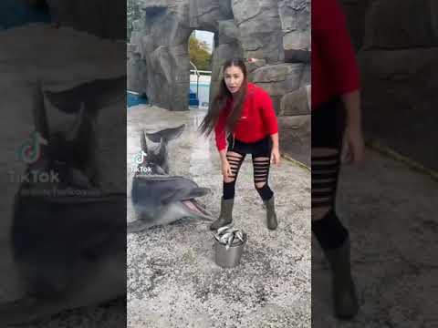 #dancing dolphin #cute