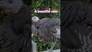 A Day Vlog With Me 1kcreator Hiking To See Ocean View smallyoutuber Enjoying Life