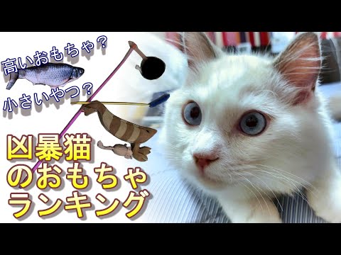 【凶暴猫】らて君の好きなおもちゃランキング第一弾 Cat toys ラグドール बिल्ली के खिलौने