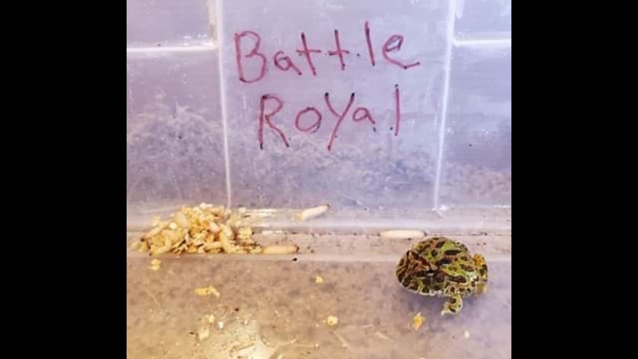 Pacman frog eats horned worm and waxworm YouTube