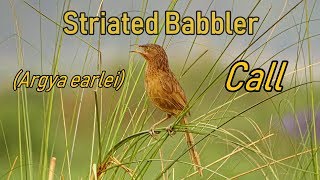 striated babbler call (argya earlei)