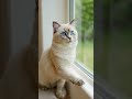 The Ragdoll Cat!