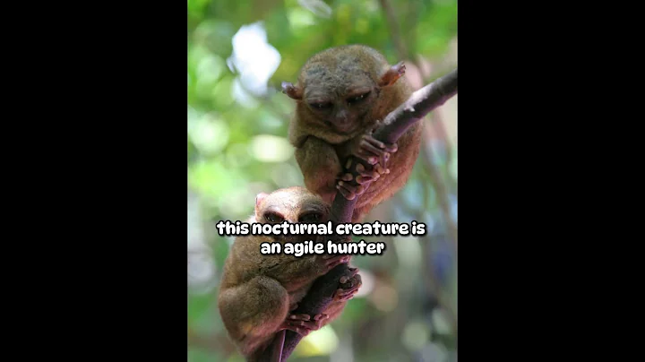 Philippine Tarsier #tarsier #philippines2023 #nfaxkingdom