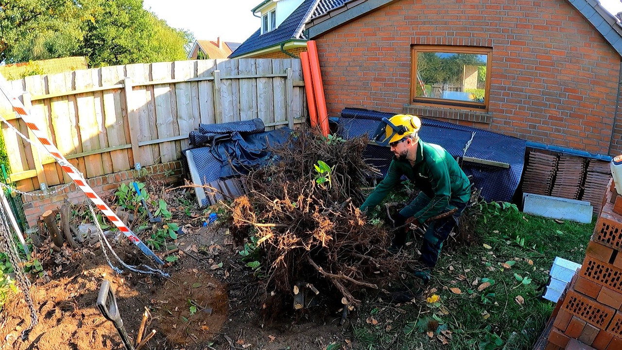 I Was VERY LUCKY that I Ddidn't Have to REMOVE this Hedge Completely