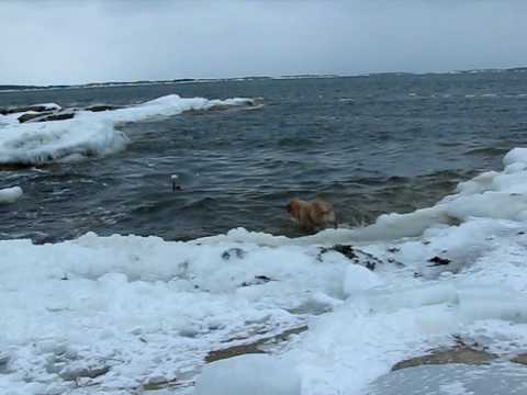 Video: Tryckhopp (ibland Lågt, Sedan Högt): Vad Man Ska Göra, Skäl, Tecken