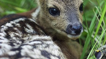 Ree - Natuurbeelden in de klas