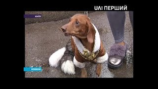 У Києві пройшов парад такс У Києві пройшов парад такс