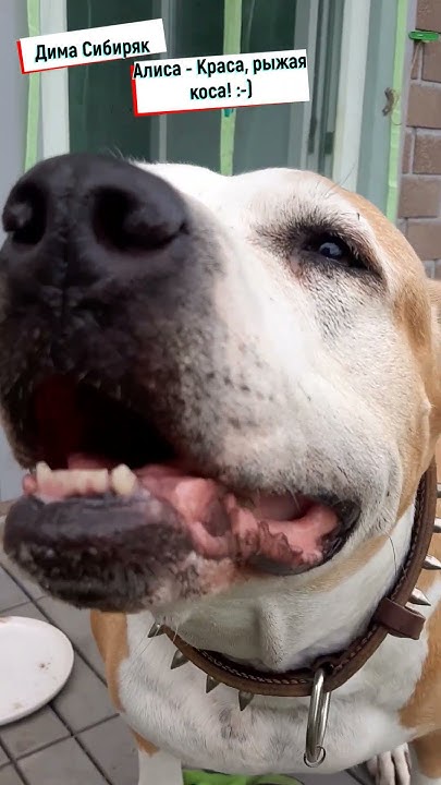 Алиса-краса, рыжая коса! #собака #собаки #животные #shorts #shortsvideo ...