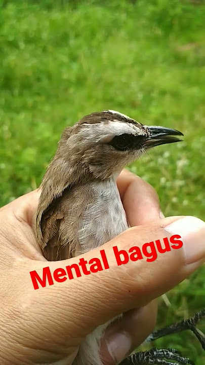 uplik2 saat dipegang, trucukan gacor mental bagus #shorts #trucukangacor #trucukan #shortsvideo