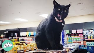 Stray Cat Employee Runs The Liquor Store And Greets Customers | Cuddle Buddies