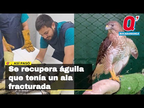 En Bucaramanga, se recupera águila que tenía un ala fracturada