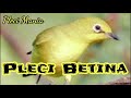 Pleci Betina Koloni Panggil jantan