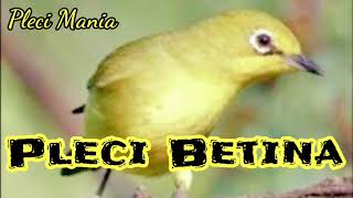 Pleci Betina Koloni Panggil jantan