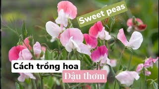 Cách trồng hoa đậu thơm ( sweet pea) bằng hạt phần 1