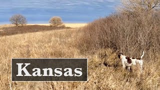 Kansas Quail and Phez part 1