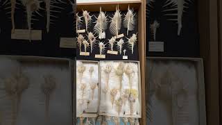 My seashell collection museum Video 8: Muricidae, Thaidae, coralophilidae, Vasidae