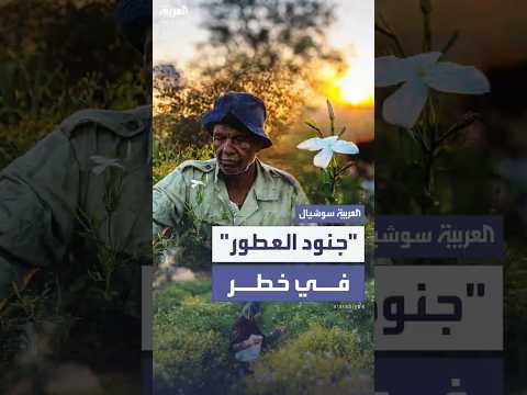 محصول قليل ودخل أقل مزارعو الياسمين في مصر يواجهون معركة تغير المناخ