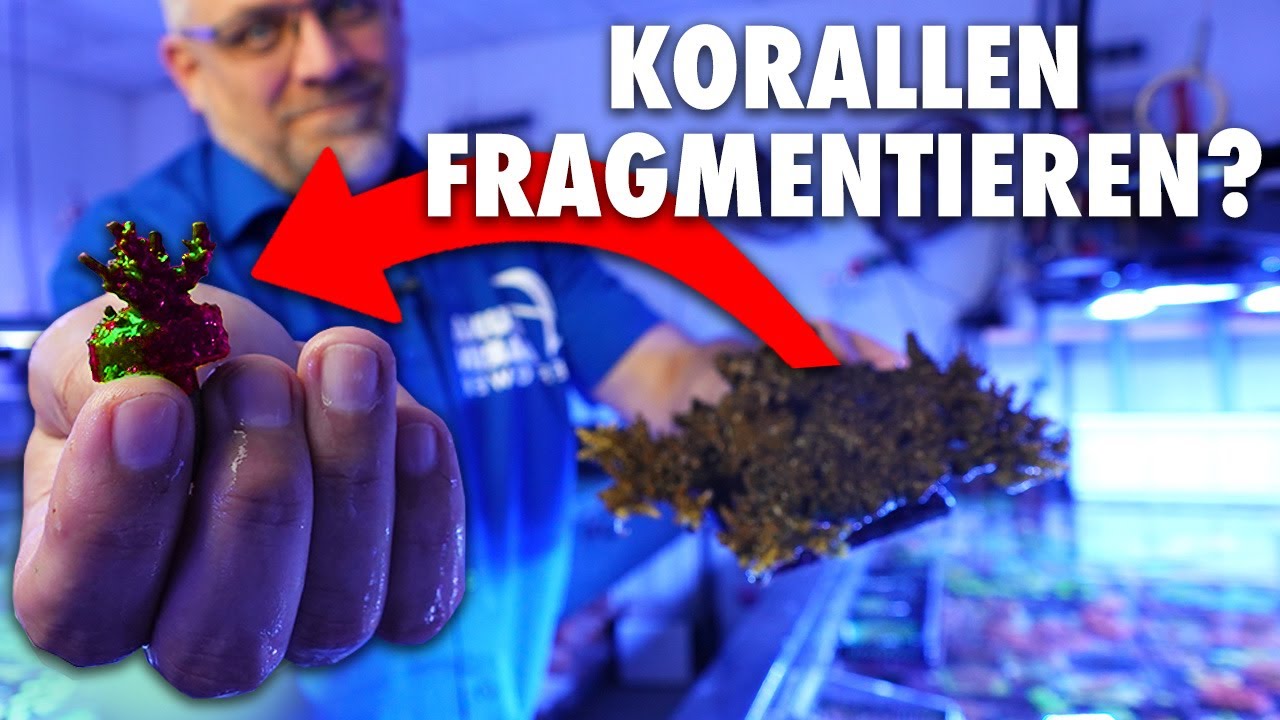 Wie schneide ich KORALLEN richtig?