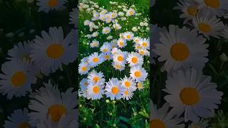 Beautiful Daisy & Peony With Larger Petals #Flowers #Shots #Gardenflowers