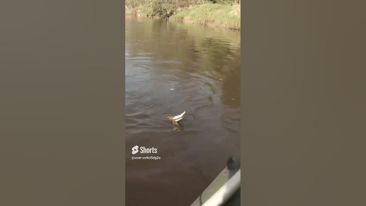 Щука на тини магалон #fishing #море #рыбалка #весна - YouTube