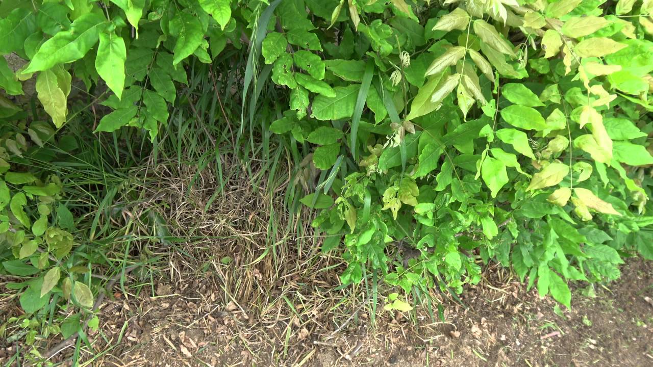 5月7日 今日も草取り - YouTube
