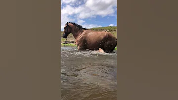 Girl Swimming Under Horse As It Gets Scared And Steps On Her 