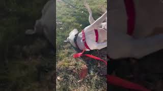 Meet Champagne A Terrier, American Pit Bull Currently Available For Adoption 1222024 63341 Pm