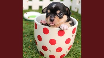 Pulsating Sweet Puppy Moods