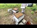 ADD A HONEY SUPER, 4 JARS OF SYRUP, PEEK IN CARDBOARD BOX SPLIT, PRAY FOR LUCK? GARNER APIARY! #bees