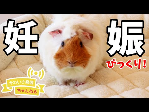 妊娠した生後１０カ月のモルモット Cute Guineapig Youtube