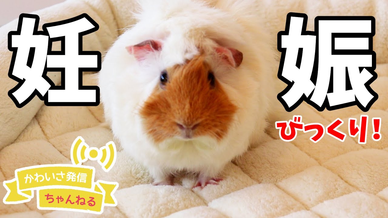 妊娠した生後１０カ月のモルモット Cute Guineapig Youtube