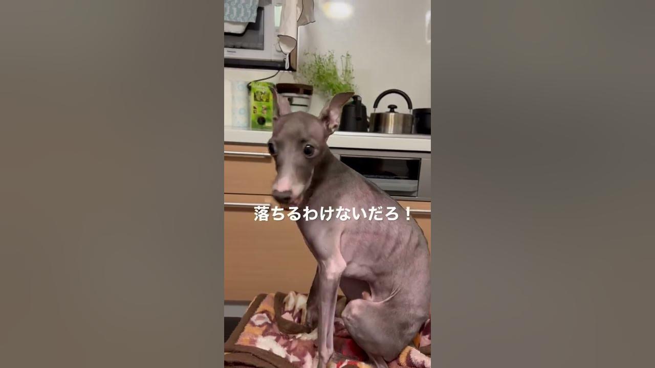 眠すぎて喋りまくる犬 イタグレ Shorts Youtube