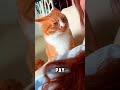 🐱 What Your Cat REALLY Thinks About Your New Nails!