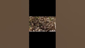 5 ĐIỀU THÚ VỊ VỀ RẮN ĐUÔI CHUÔNG #shorts